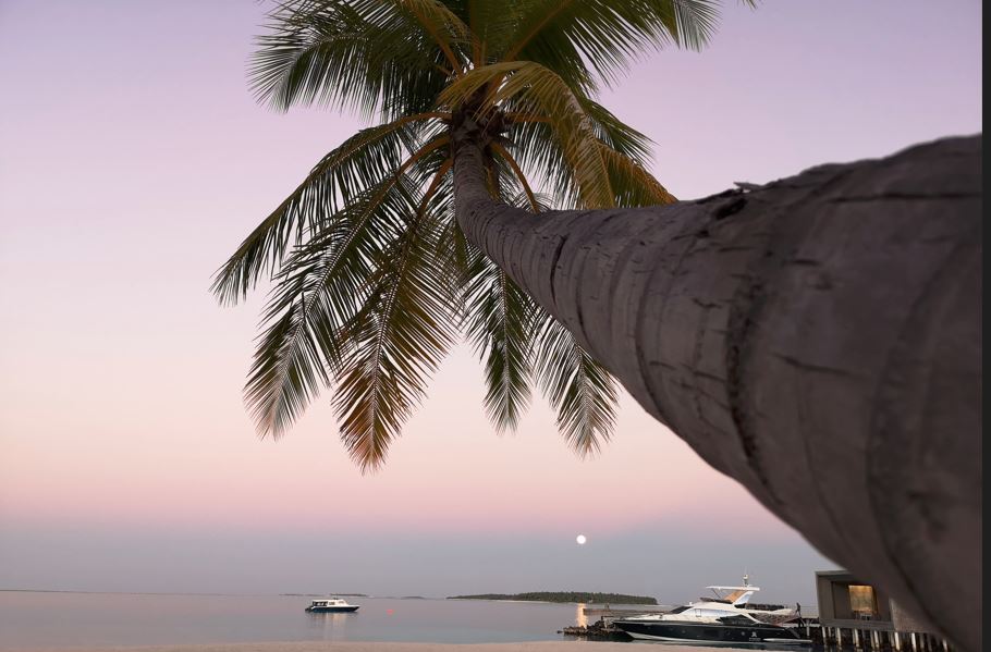 Yacht rentals in Tulum; palm tree on a beach